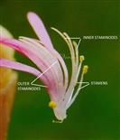  Stamens and Staminodes